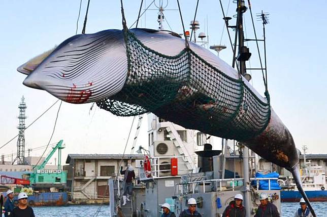 2017年9月，日本北海道的捕鯨船正在卸下一隻小鬚鯨。（AP）
