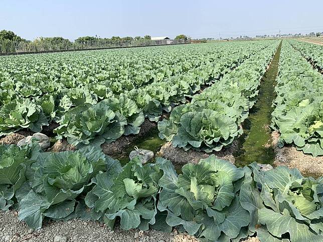 農糧署表示，平地高麗菜將會陸續上市，預估12月下旬後菜價就會平穩。(農糧署提供)