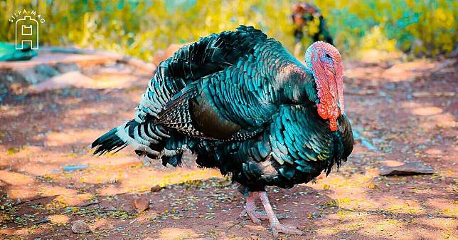 Cover photo Turkey