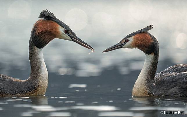 Small Gestures  by Kristian Bell ／ AGNPOTY