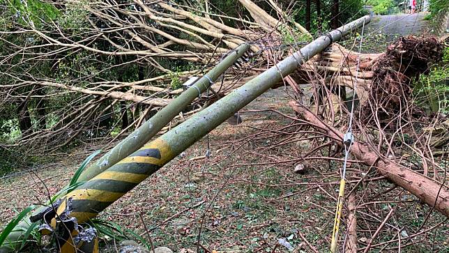 小犬颱風讓台中北屯區路樹連根拔起，還吹倒9米電杆。台電提供