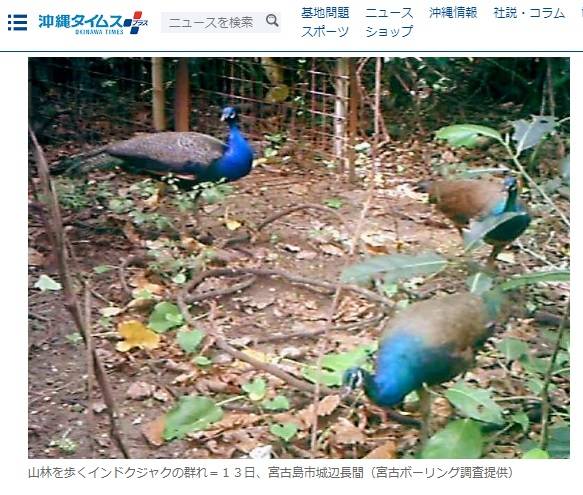 印度孔雀在日本宮古島落地生根，對當地農作物與生態造成嚴重破壞，遭到下令撲殺。   圖：翻攝自《沖繩時報》