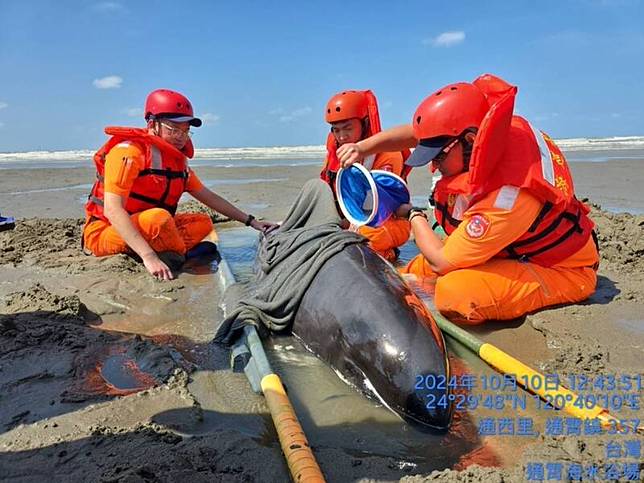 通霄海水浴場一隻瓜頭鯨擱淺，海巡人員接獲通報趕往救援。（圖：海巡署提供）