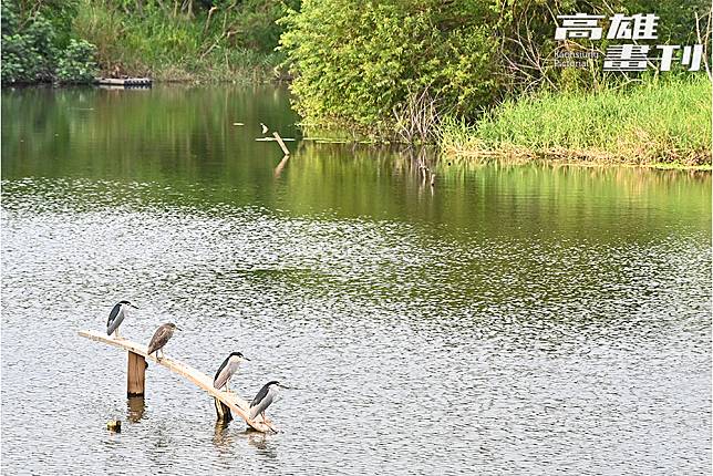 濕地觀察池不只是水生鳥類的遊樂園，池中央特別豎立樹枝，供翠鳥、夜鷺等鳥類停在枝頭上棲息，免於人為干擾。(攝影/Carter)