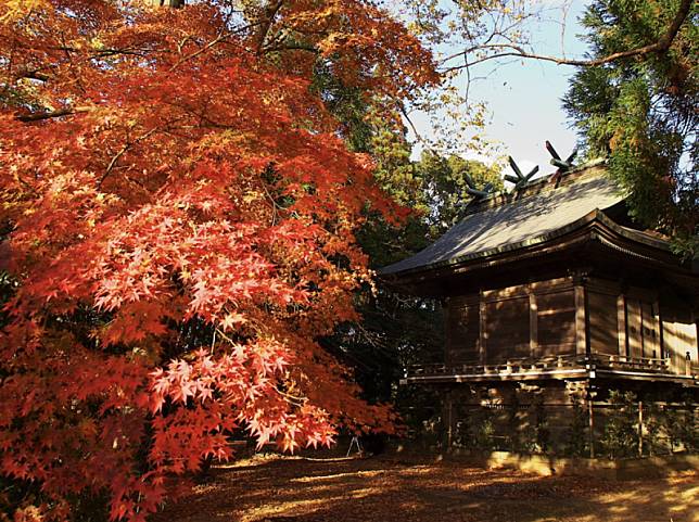 日本紅葉旅遊旺季的吸引力以及各地航班的增加。 圖：截自維基百科