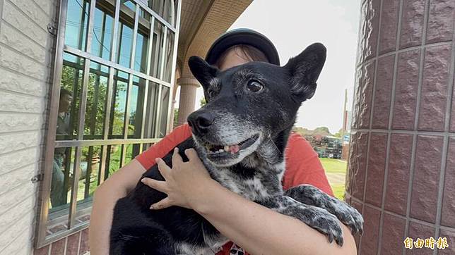 「陳美琪」找到了，陳姓飼主趕到現場激動抱著愛犬。(資料照)