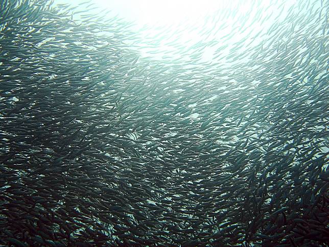 【書摘】水下生物個個都是溝通高手！來聽《能言善道的沙丁魚》說了什麼？