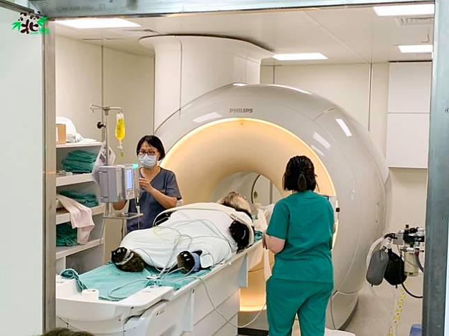 「團團」即將接受MRI檢查 / 圖文來源 台北市立動物園