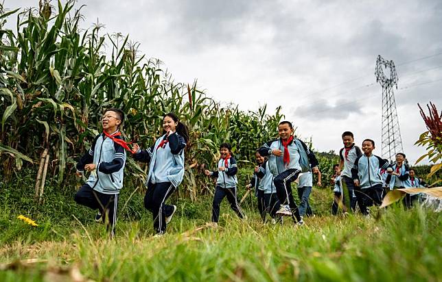 Students of the Mangshui Town Central School have fun in a grain field in Mangshui Town of Changning County, Baoshan City, southwest China's Yunnan Province, Sept. 12, 2024. (Xinhua/Jiang Wenyao)