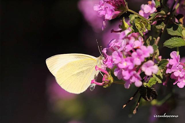 北市「華江蝴蝶生態園區」將在本周末舉辦蝴蝶季活動。（圖為白粉蝶）   圖：呂晟智／攝
