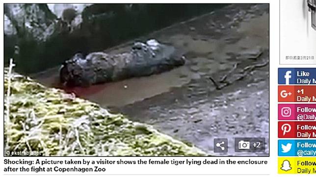 哥本哈根動物園驚傳老虎互咬致死事件，畫面駭人。圖／翻攝自《每日郵報》
