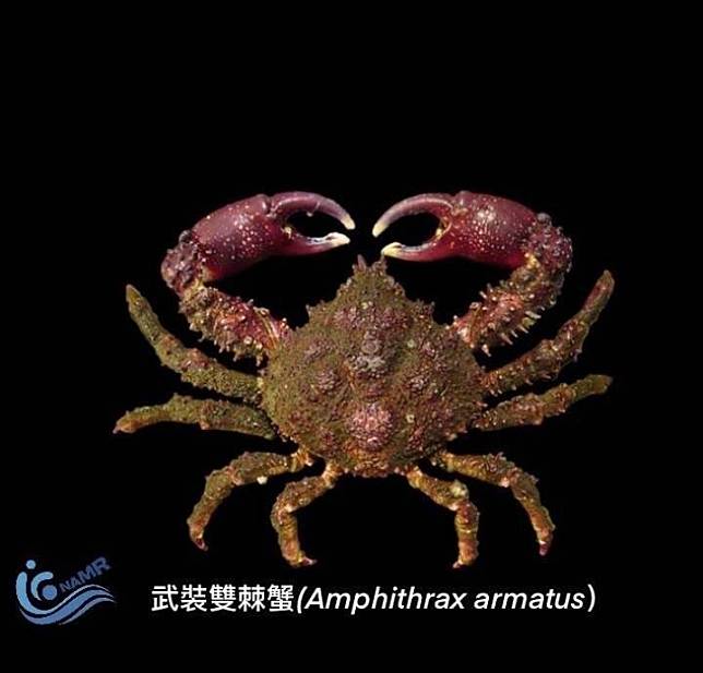 罕見外來種「武裝雙棘蟹」愈來愈多，高雄西子灣海域日捕千隻。(國家海洋研究院提供)