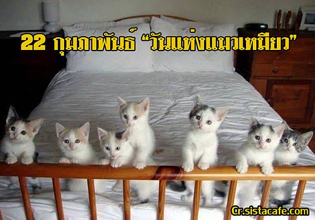 ​22 กุมภาพันธ์ 'วัน Neko No Hi' หรือวันแห่งแมวในญี่ปุ่น