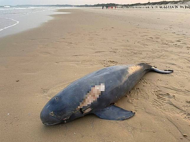 金門傍晚美麗的成功海邊被發現死亡鯨豚擱淺。(縣議員董森堡服務處提供)