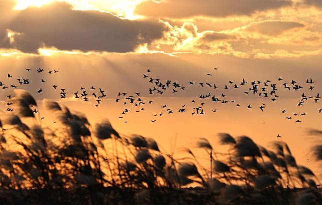 Migratory birds fly over the Yellow River Delta National Nature Reserve in east China's Shandong Province, Nov. 12, 2023. (Xinhua/Xu Suhui)