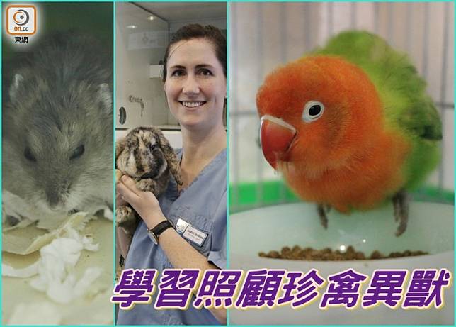 近年不少人愛飼養貓、狗以外的動物，而即使是兔子、鸚鵡或倉鼠，照顧方法也和貓、狗不同，飼主應該學習適當的方法。 