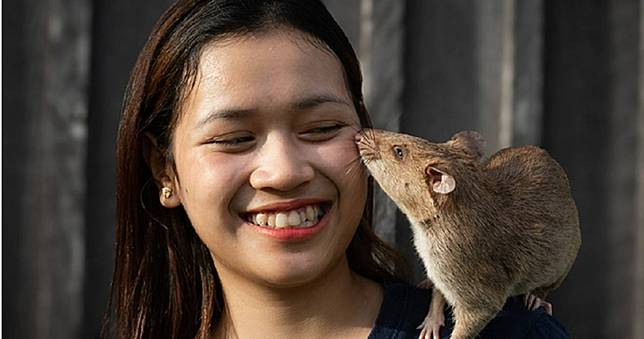 掃雷當解謎遊戲　超狂巨鼠嗅「百顆地雷」創世界紀錄