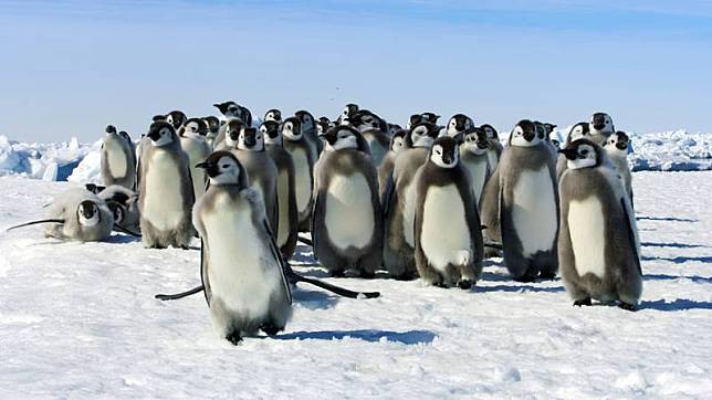 生態紀錄片「冰凍星球II」捕捉到皇帝企鵝寶寶為求生存，穿過危險的海冰，來到南大洋的富饒海域，尋找安全棲息地。（BBC提供）中央社記者葉冠吟傳真 111年9月25日  
