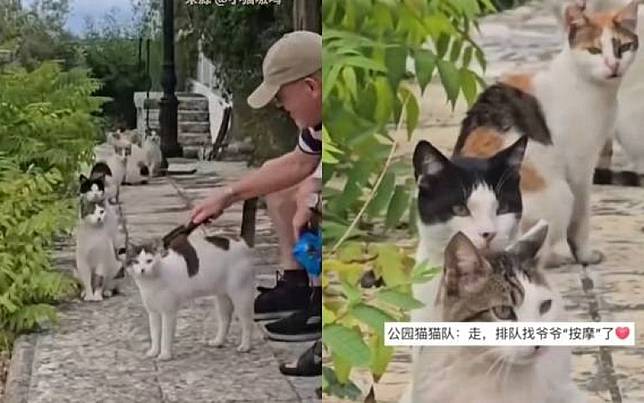 不是為了罐罐！公園驚見貓咪「乖巧排隊」奇景　網笑翻：在等一條龍服務