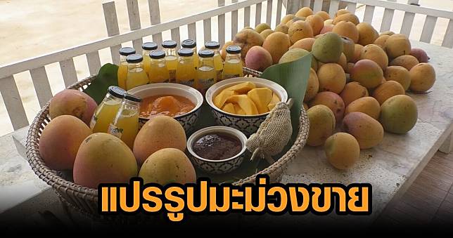 สกลนคร070664โควดกตองสเจาของคายมวยดงพาครอบครวแปรรปมะมวงสรางรายได1