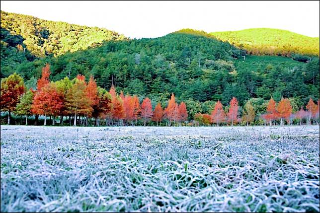 武陵農場霜降美景，讓遊客大呼宛如來到北歐。(武陵農場提供)