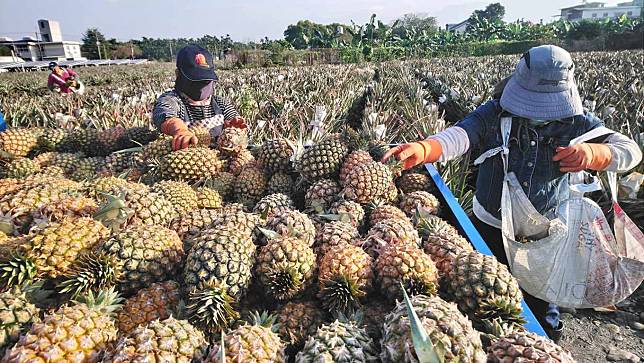 鳳梨又將盛產，農委會今年戰略：外銷內銷加工三箭促銷，目標4.6萬噸