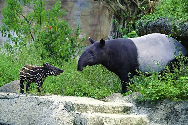 馬來貘的寶寶都有著斑點狀的斑紋，可以幫助牠們棲身在草叢中變得較不醒目。（台北市立動物園提供）