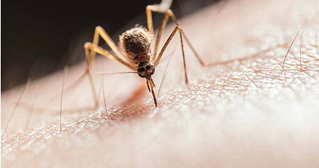 蚊子吸血時不能打「以免觸角斷裂在皮膚內」？　專家澄清2迷思