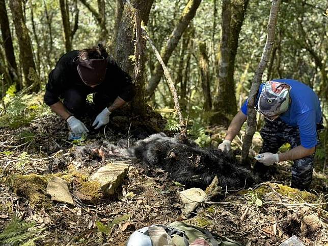 野放的高齡台灣黑熊Hundiv(閽帝夫)，在殼斗科森林被發現遺體，研判應為自然死亡，就地掩埋。 (林業署台東分署提供)