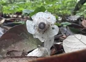 中国四川蘭　水晶紅素　7本立　花芽1 中國驚見「7株冥界之花」一碰就死！專家揭稀有度| 民視新聞網| LINE TODAY