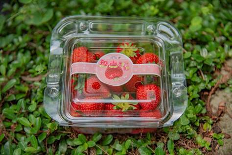 台一休閒農場產品「400g塑膠手提盒草莓」，通過環境部關鍵性審查，成為台灣第一個擁有碳標籤的草莓！（圖片來源：苗栗農改場提供）
