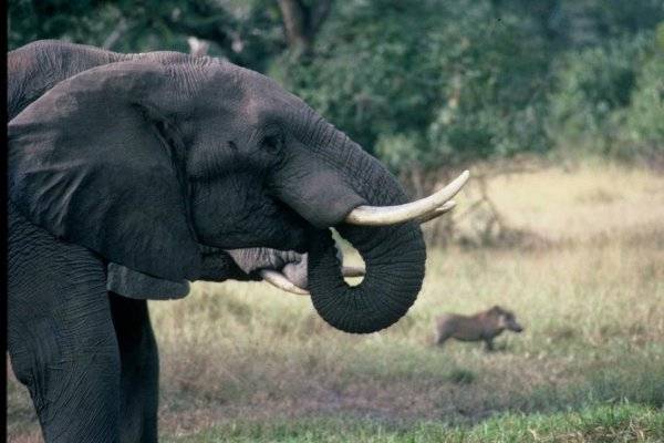 非洲象因象牙遭大量捕獵，擁有象牙的大象越來越少。（取自Elephant Voices網站）