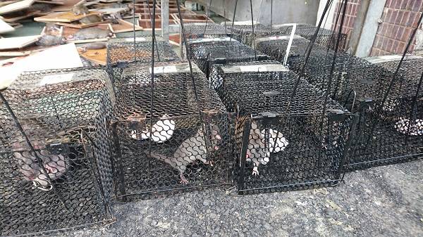 環南滅鼠大戰   今抓兩百隻    圍堵免竄民宅